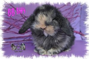 BB SH4