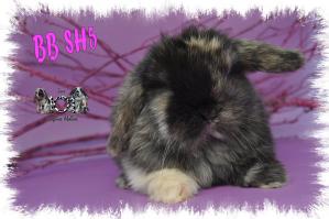 BB SH5