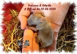 Vaïana & Stitch
