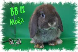 BB L2 MOKA