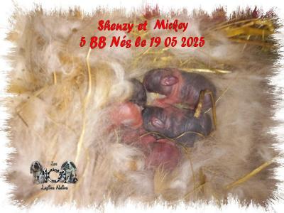 5 BB Shenzy & Mickey  19 05 2025