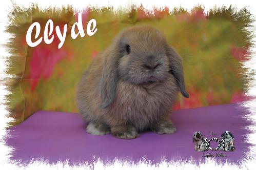 Clyde