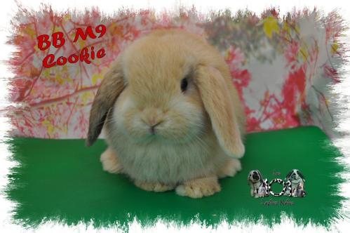 BB M9 COOKIE