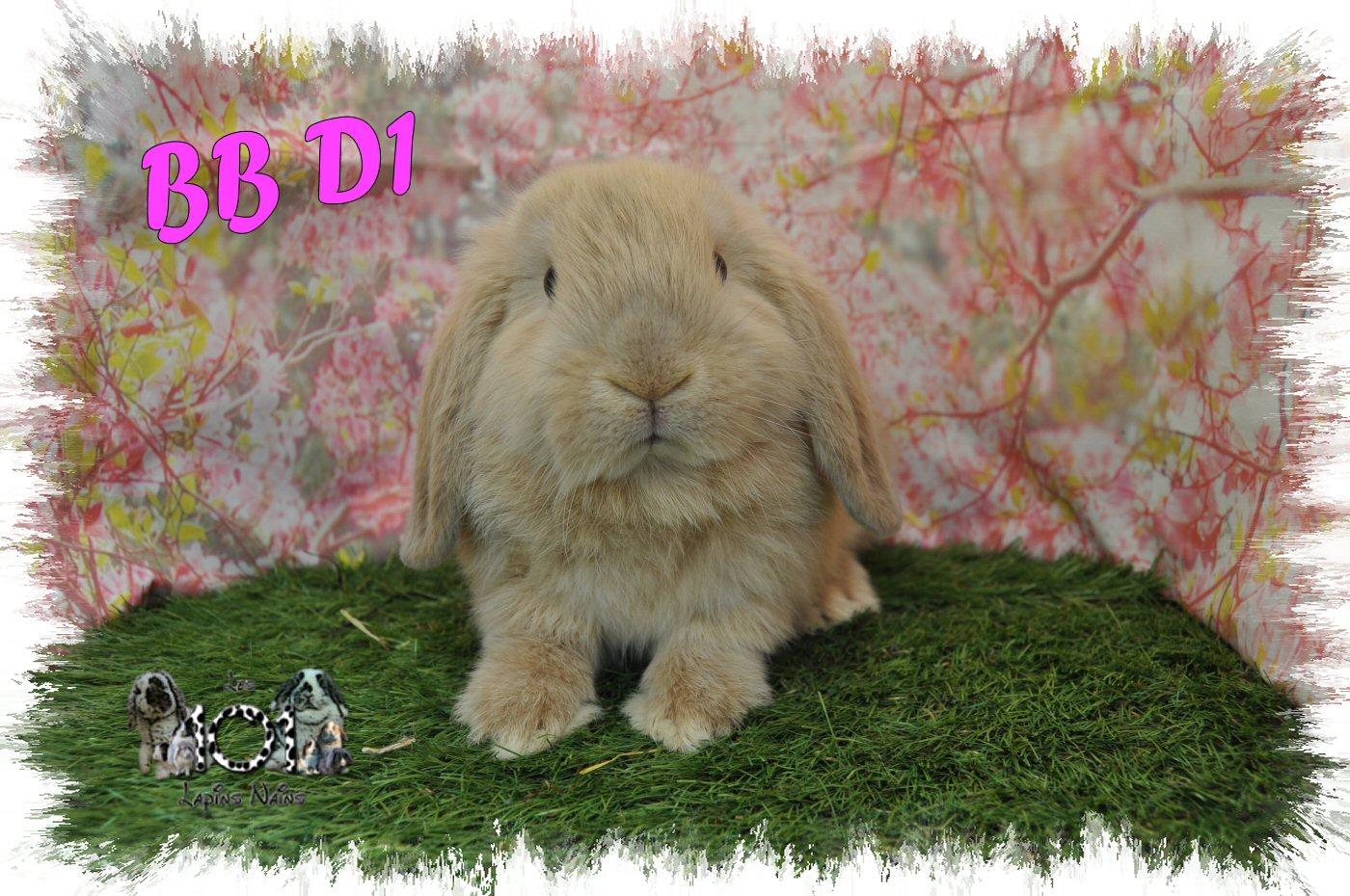 BB D1