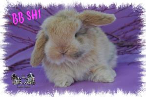 BB SH1