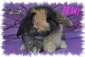 BB SH3