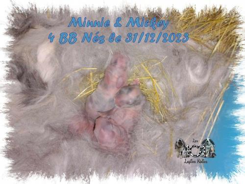Nid 4 BB Minnie et Mickey  31 12 2023