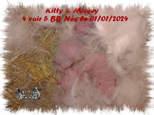 Le nid de Kitty et Mickey 01/01/24