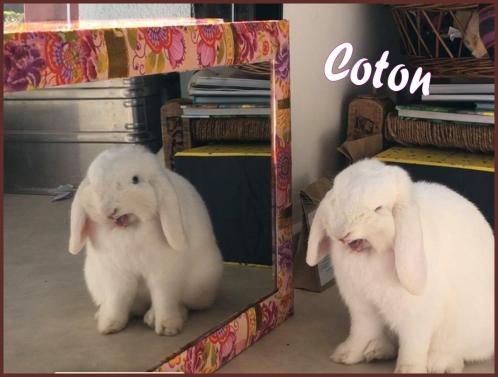 Coton ambre lecoeur