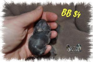 BB SH4