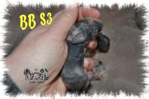 BB SH3