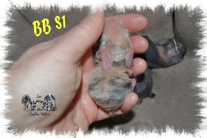 BB SH1