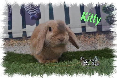 Kitty