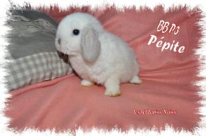 PEPITE BB P3