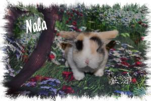 Nala BB D4