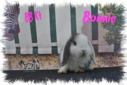 BB K4 Bonnie