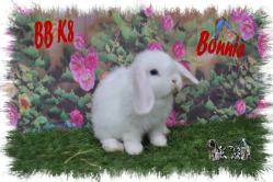 BB K8 Bonnie