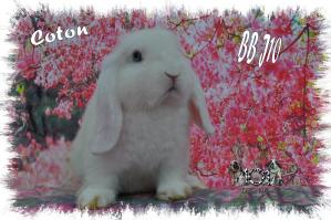 BB J10   COTON