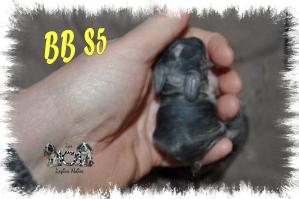 BB SH5
