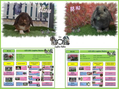 Mariage CLARICE & WOODY