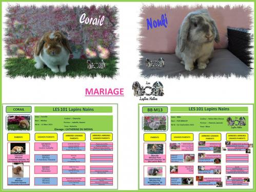 Mariage corail et nouki