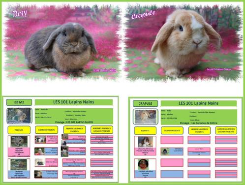 Mariage dory crapule