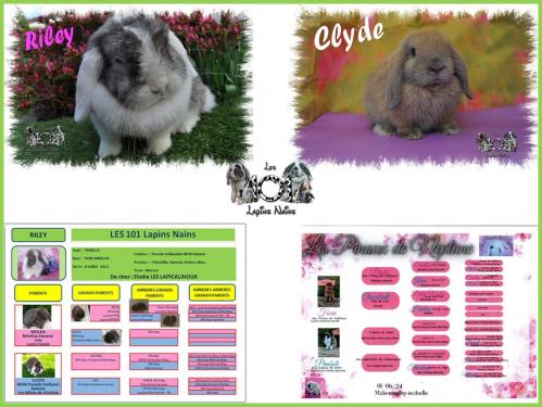 Mariage riley clyde 1