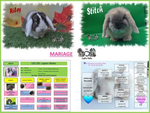 Mariage riley stitch